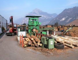 Debarking Bordiga timber logs